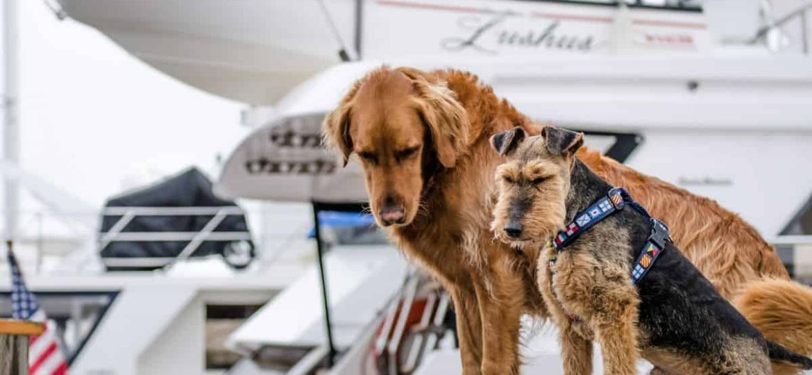 Experiencing a dog-friendly luxury yacht charter vacation