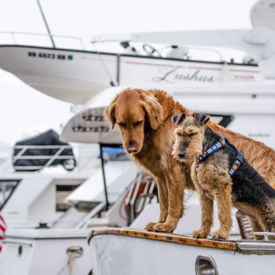 Experiencing a dog-friendly luxury yacht charter vacation