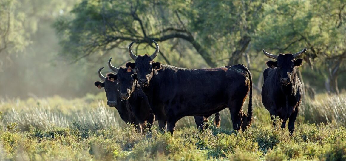 A Friendlier Form of Bullfighting in the 'Wild West' of France