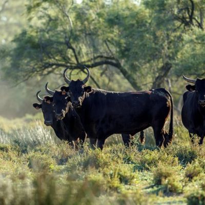 A Friendlier Form of Bullfighting in the 'Wild West' of France