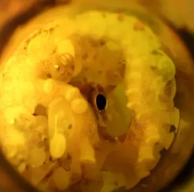 This Octopus Is Using a Beer Bottle as a Nursery