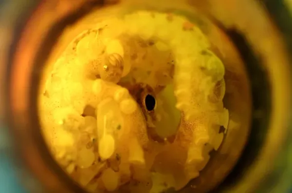 This Octopus Is Using a Beer Bottle as a Nursery
