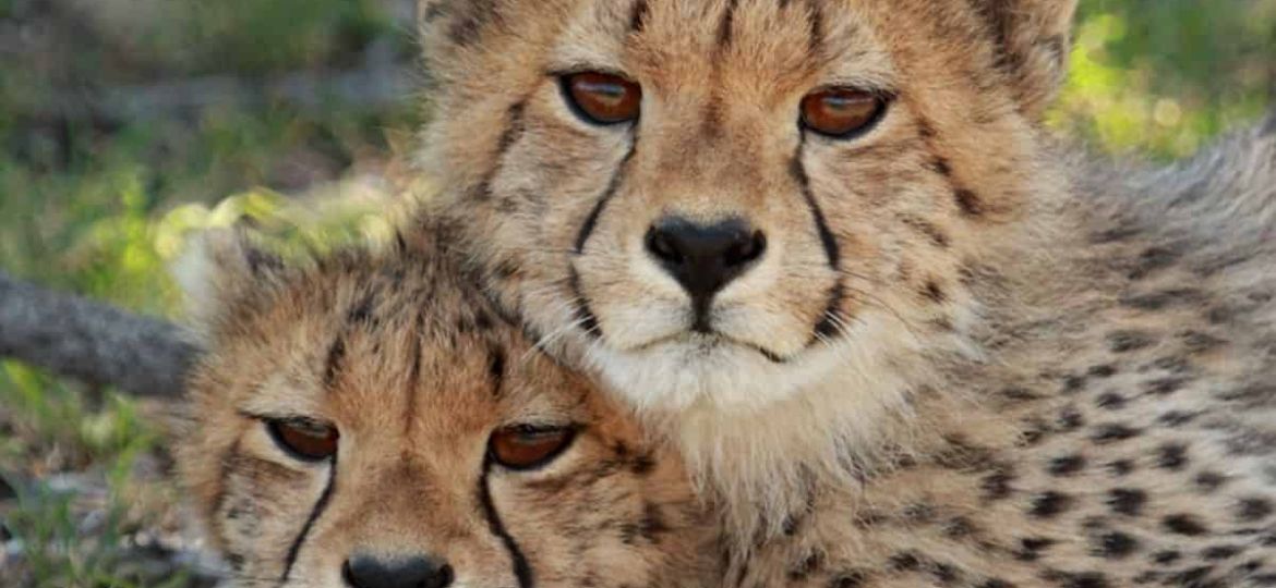 Samara Karoo: A unique experience in conservation and wilderness