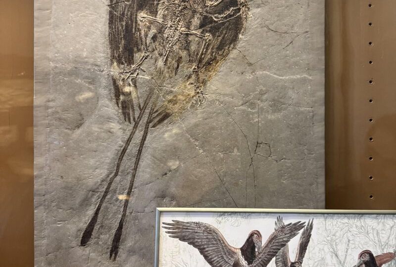 A Surprising New Tail From Jurassic China