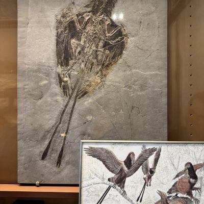 A Surprising New Tail From Jurassic China