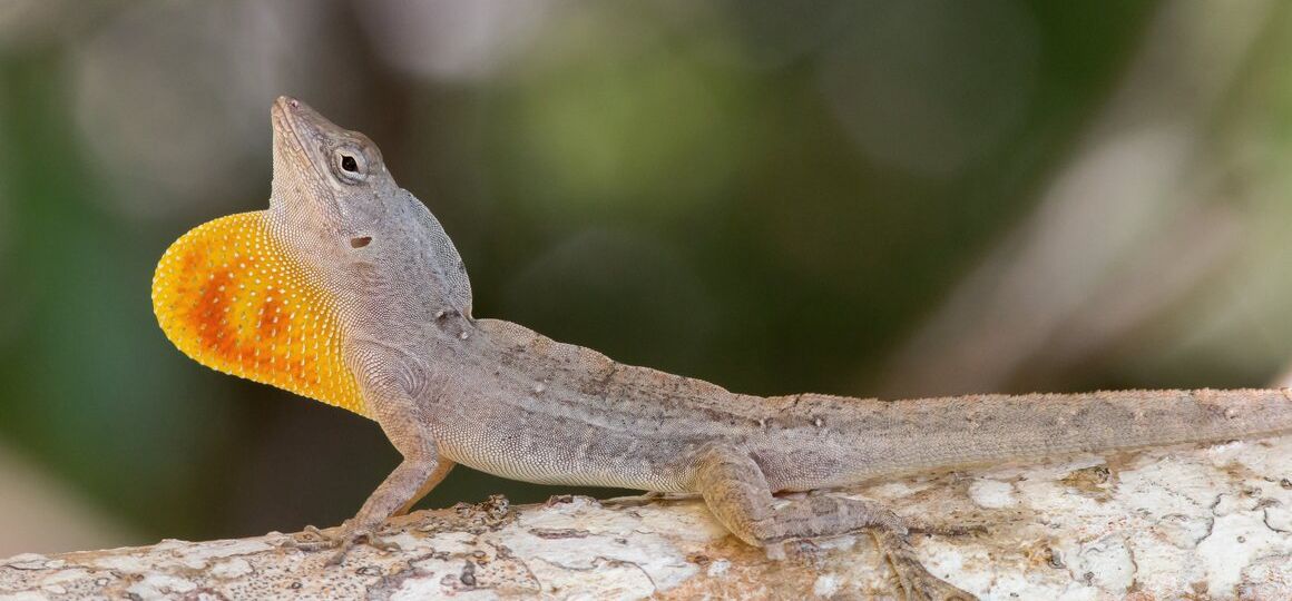 Cracking Open Evolution’s Black Box on 'Lizard Island'