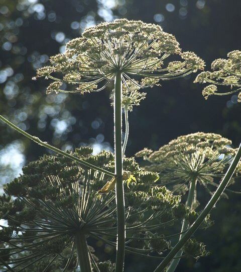 Are Some of Your Favorite Houseplants Poisonous? AO Wants to Know.