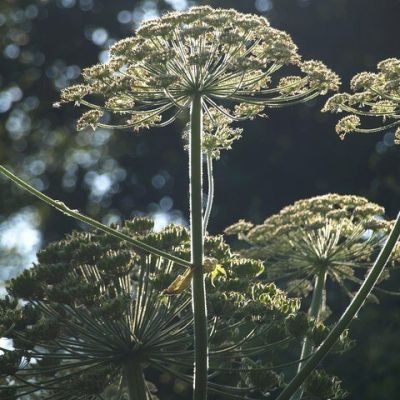 Are Some of Your Favorite Houseplants Poisonous? AO Wants to Know.