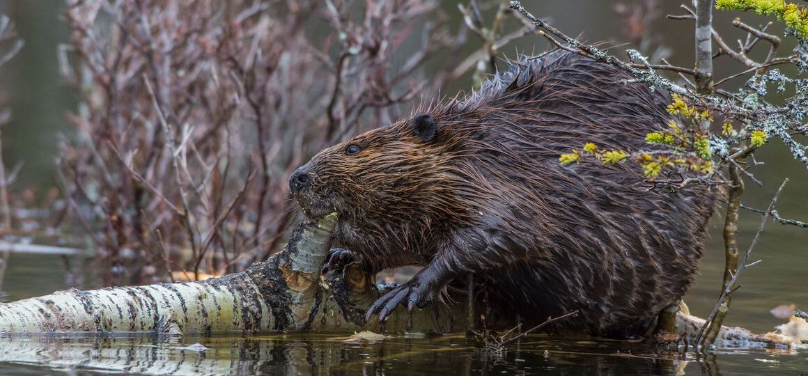 Say Hello to Nature’s Fire Brigade