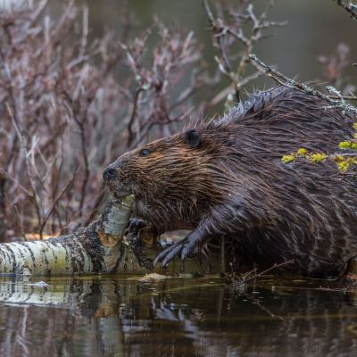 Say Hello to Nature’s Fire Brigade