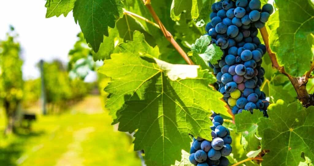 18 Important Things to Know Before Visiting Buenos Aires