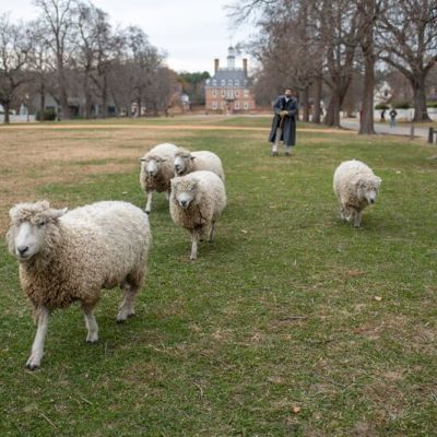 Little Lambs, Big Back Story