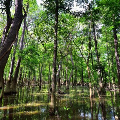 How One Biologist Drew a Hyper-Accurate, Ranger-Approved Map of Congaree National Park