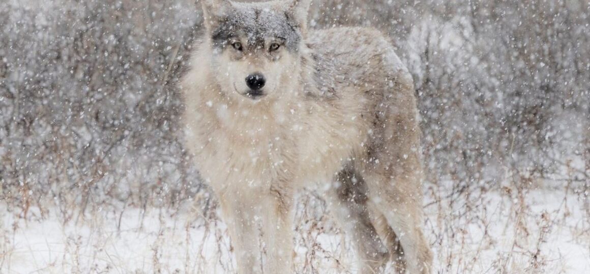 Wolves Have a Bad Reputation. One Yellowstone Naturalist Is Trying to Fix It.