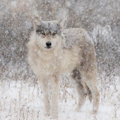 Wolves Have a Bad Reputation. One Yellowstone Naturalist Is Trying to Fix It.