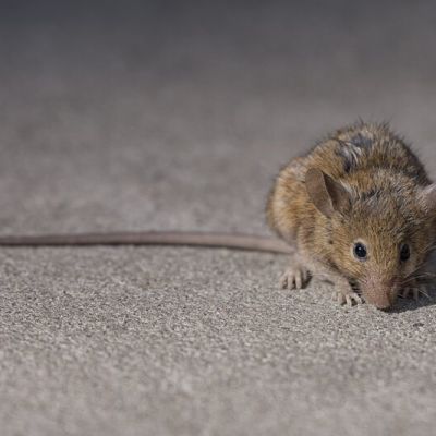 Do New York City Rats Deserve Their Bad Rap?