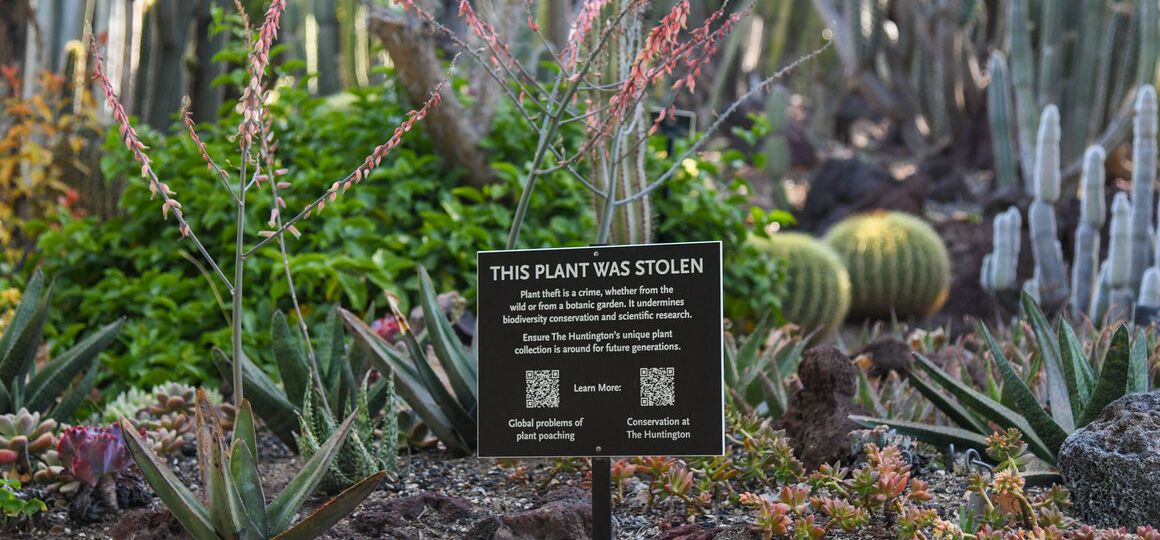 The Secret Gardens Saving the World’s Rarest Plants