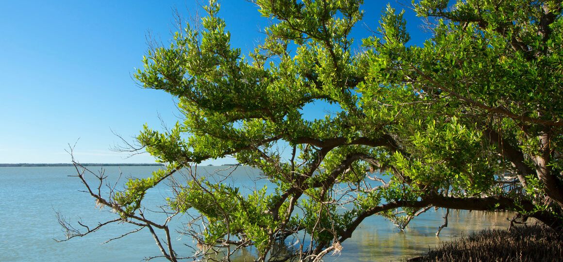 America’s First Game Warden Died Fighting for the Birds