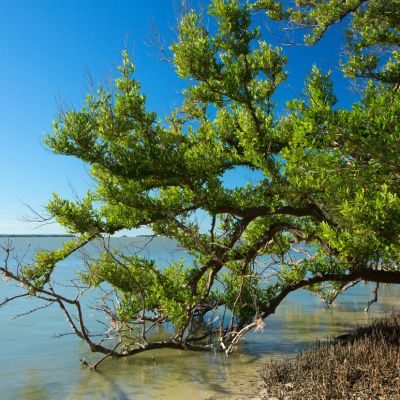 America’s First Game Warden Died Fighting for the Birds