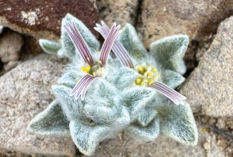 How the Woolly Devil, Member of a New Plant Genus, Was Discovered on a Hike in Big Bend