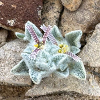 How the Woolly Devil, Member of a New Plant Genus, Was Discovered on a Hike in Big Bend