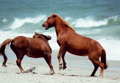 Obscura Day Summer 2025: Roaming Among Assateague’s Feral Island Ponies