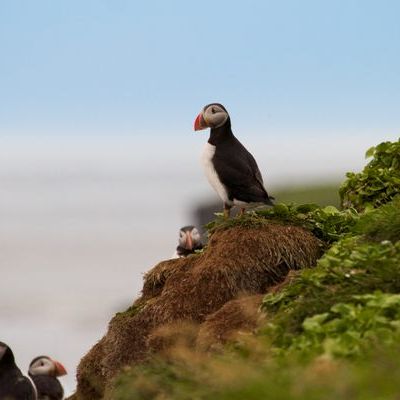 Obscura Day Summer 2025: Chiling With the Puffins on Grímsey