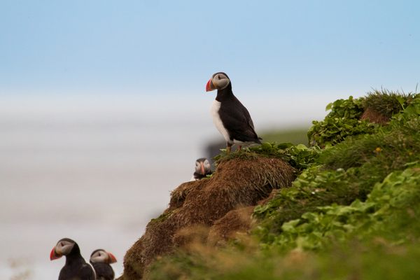 Obscura Day Summer 2025: Chiling With the Puffins on Grímsey