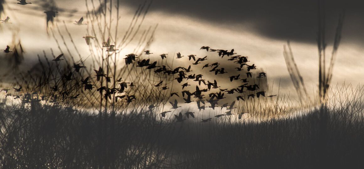 Listening for Echoes of the Forest Grove Sound