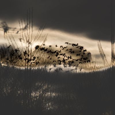 Listening for Echoes of the Forest Grove Sound