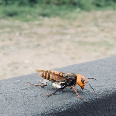 What Ever Happened to the Murder Hornets?