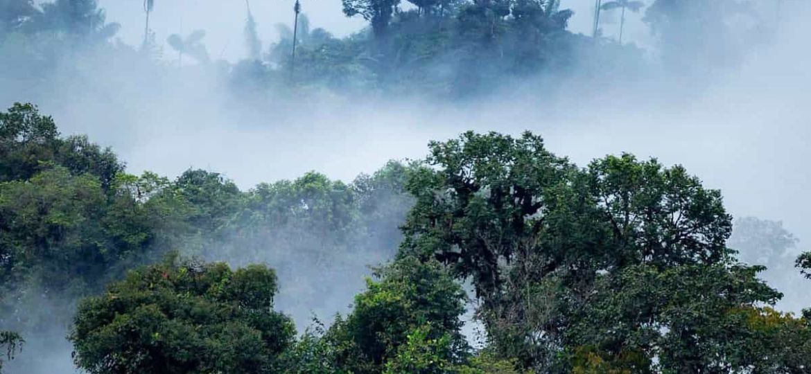 Retreat into the mist: An Ecuadorian cloud forest adventure