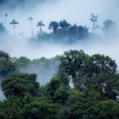 Retreat into the mist: An Ecuadorian cloud forest adventure