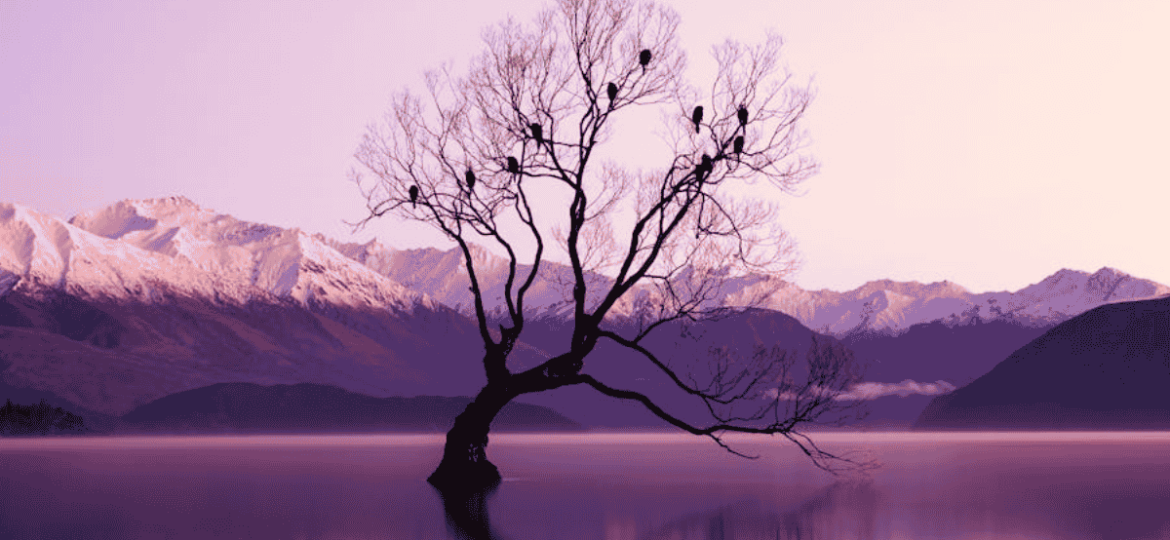 Slow luxury travel: New Zealand’s photography destinations