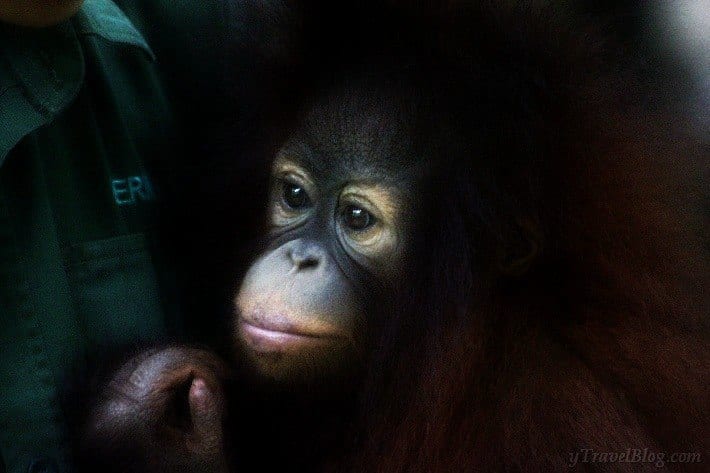 Where to see Orangutans in Borneo: 6 sanctuaries and National Parks