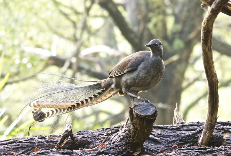 Did Lyrebirds Steal These Songs From Humans?