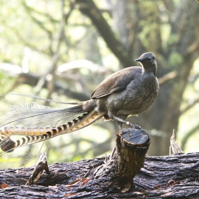 Did Lyrebirds Steal These Songs From Humans?