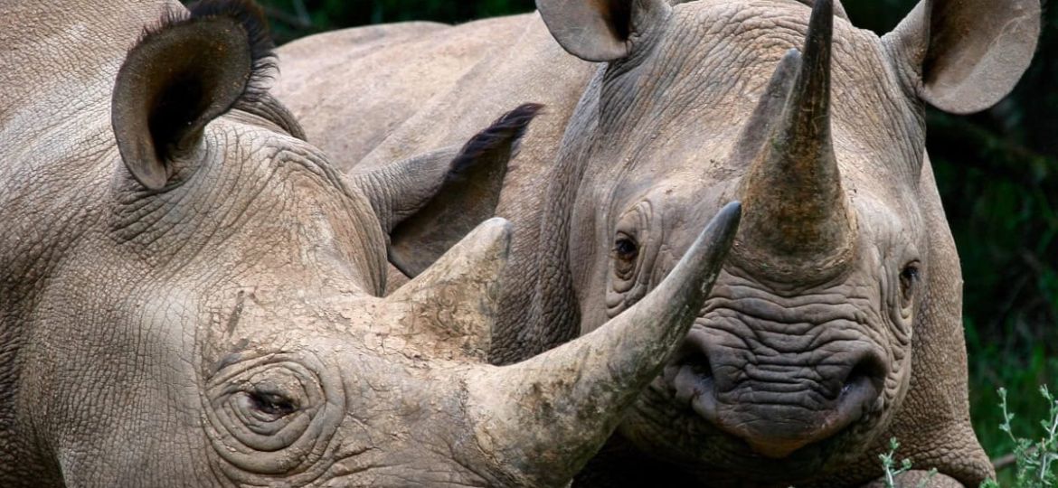 Founders Lodge – Where conservation meets safari in South Africa’s Eastern Cape
