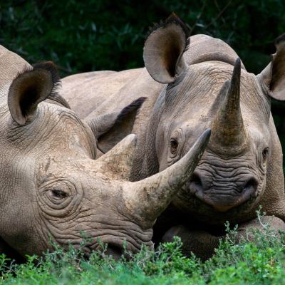 Founders Lodge – Where conservation meets safari in South Africa’s Eastern Cape